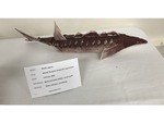 Atlantic Sturgeon (Acipenser oxyrinchus)
